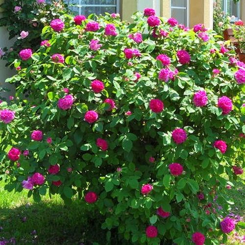 Fialově červená - Stromkové růže s květy anglických růží - stromková růže s keřovitým tvarem koruny